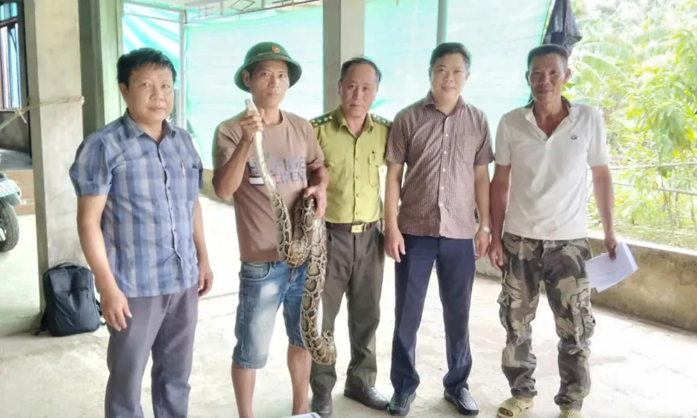 Cá thể trăn quý được bàn giao bảo tồn 1000026999.jpg
