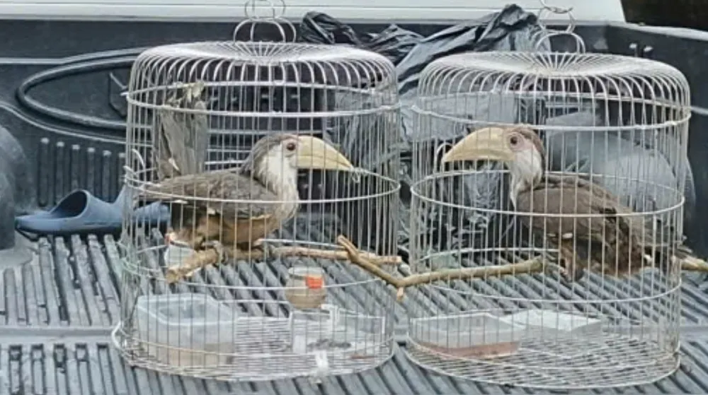 Hai cá thể niệc quý hiếm 1000061385.jpg