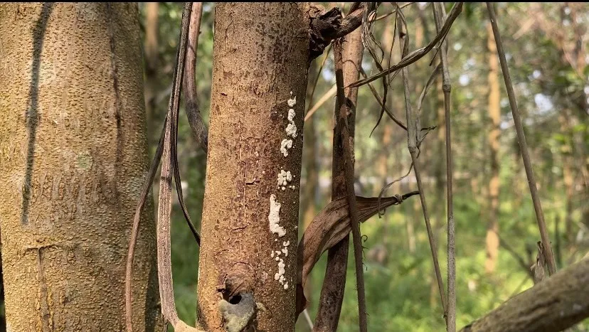 Nấm phấn trắng lây lan nhanh và khó kiểm soát. Ảnh: PHẠM NGA