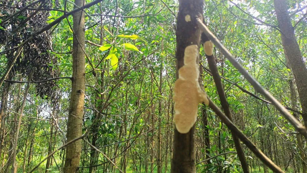 Nấm ký sinh trên thân cây keo. Ảnh: PHẠM NGA