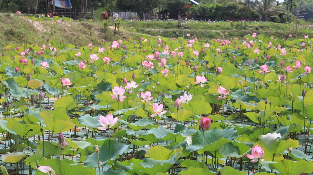 Giữa cái nắng chói chang ngày hè, sen Trà Lý nở rộ tạo nên một khung cảnh thơ mộng khiến ai cũng suýt xoa