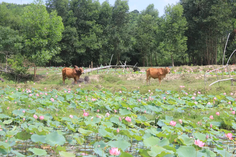 Theo người dân địa phương, thời điểm sen đẹp nhất là vào lúc sáng sớm khi mặt trời vừa mới lên. Lúc này, ánh nắng sớm sẽ xuyên những bông sen nở rộ khiến cho những cánh đồng sen càng trở nên lung linh hơn
