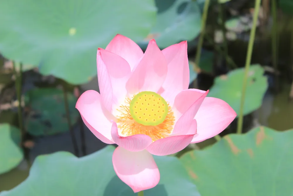 Duy Xuyên vốn là huyện nổi tiếng với diện tích trồng sen lớn, dọc theo các cánh đồng không khó để bắt gặp nhiều đầm sen lớn nhỏ nằm ở các thung lũng xa