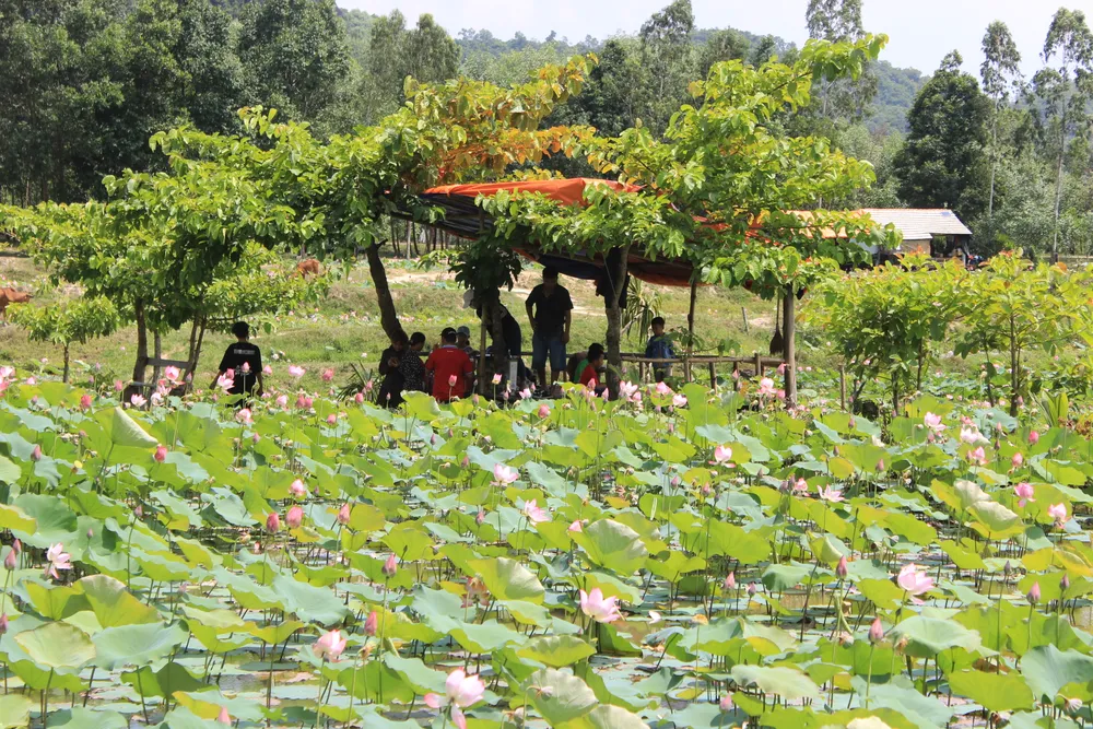 Nhiều mô hình du lịch sinh thái được người dân dựng lên để phục vụ du khách tham quan
