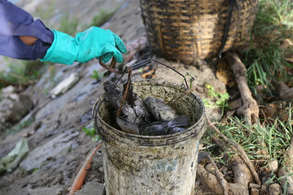 Phần lớn cá chết là cá rô phi Phần lớn cá chết là cá rô phi