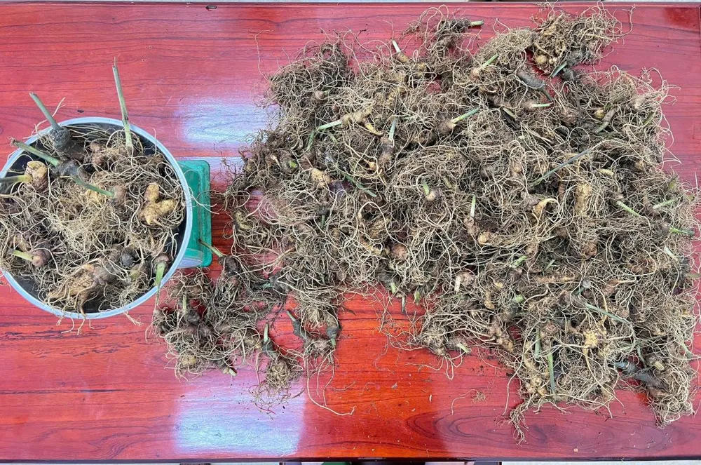 Tang vật thu giữ. Ảnh: CACC 17-8-sam-3.jpg
