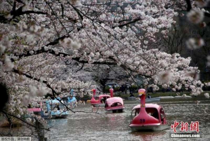 東京櫻花開放較往年平均早４天