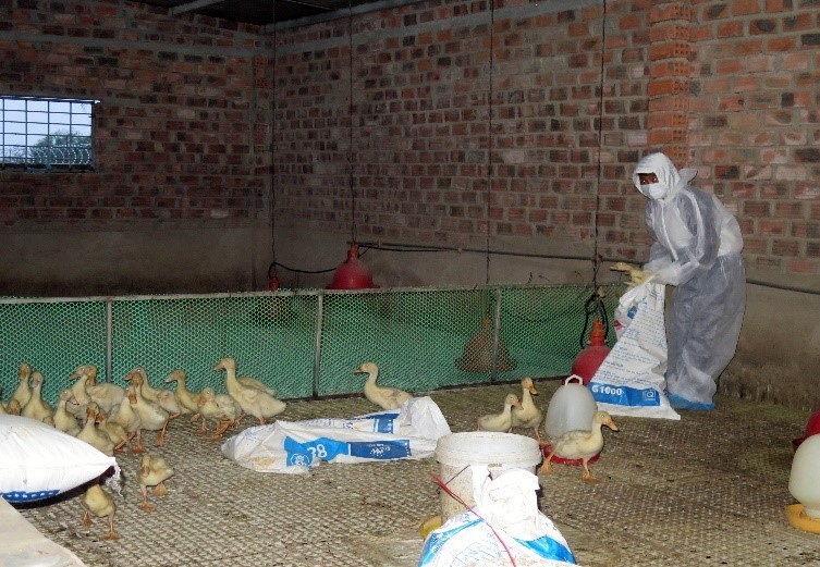崑嵩省發現 H5N1 禽流感疫區 