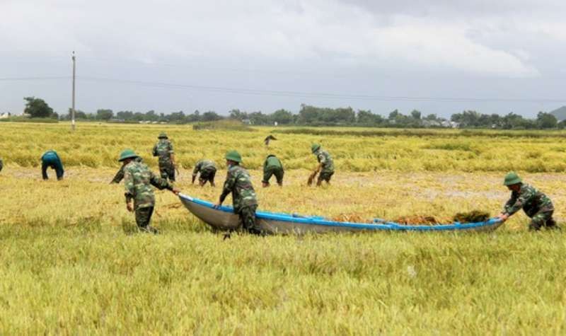 部隊協助農民收割稻米
