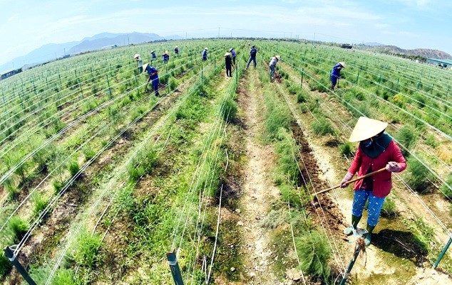 寧順人民種植綠蘆筍。