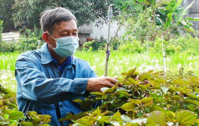 慈善草藥園暖人心 ảnh 1 慈善草藥園暖人心 ảnh 1