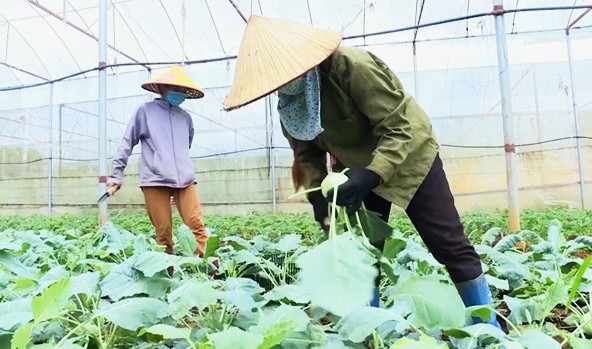農民採用改良、先進種植技術，有效提高產量與 改善收入，對減貧工作作出積極貢獻。