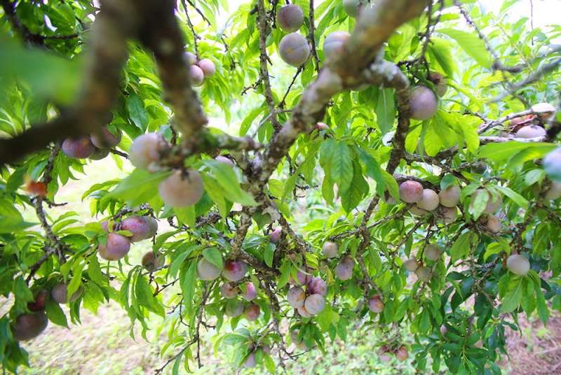 （示意圖源：互聯網）