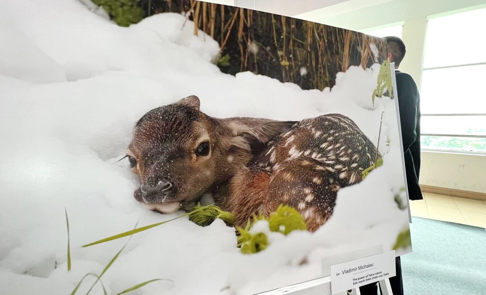 “自然寶藏”圖片展。
