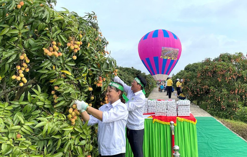 海陽省農民在採荔枝。