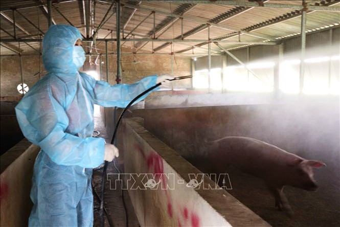 養戶在消毒預防非洲豬瘟。