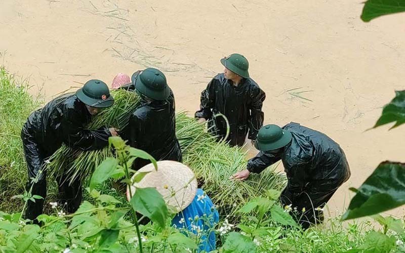 部隊助農民收割稻穀