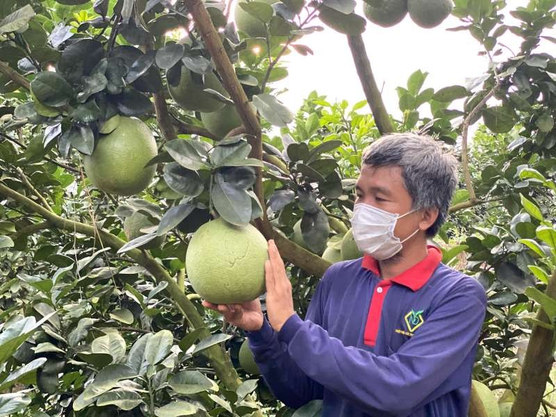 檳椥省種植的綠皮柚。