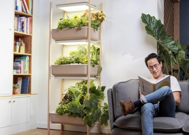 垂直廚房農場一次可種植數十棵植物。