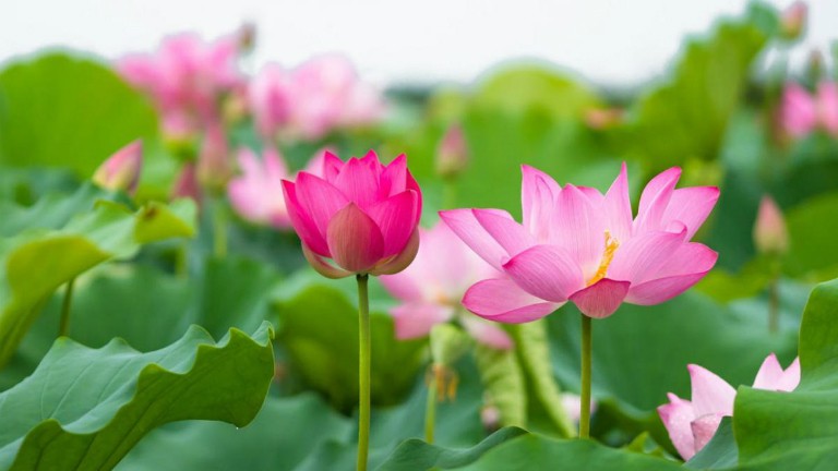 湄江雅韻