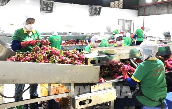 我國火龍果已銷往多個國家及地區。