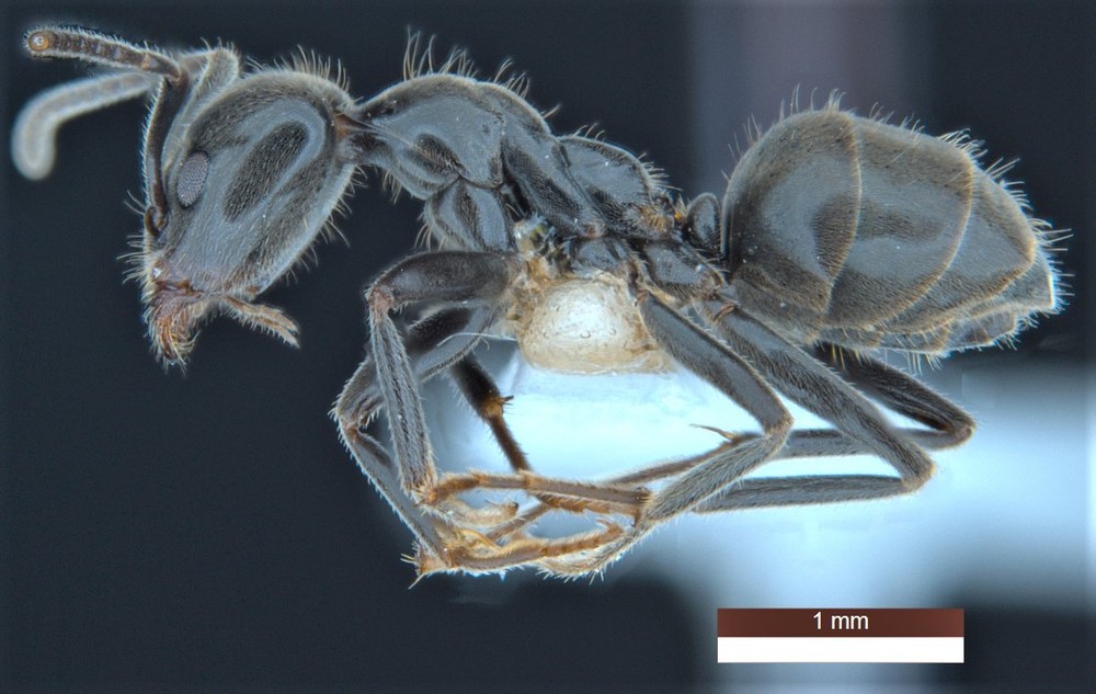 圖為Anonychomyrma inclinata螞蟻。(CSIRO提供)