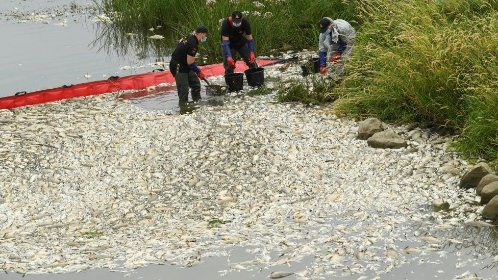 工作人員在河流域打撈死魚。