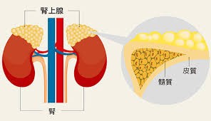 當心體重下降、皮膚色素沉著