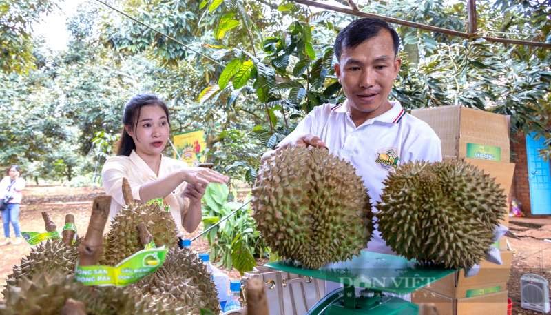 果農在收穫榴蓮。