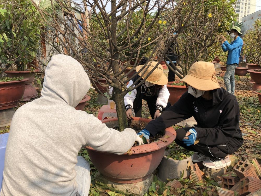 大學生兼職摘葉工作，讓梅花在春節綻放。