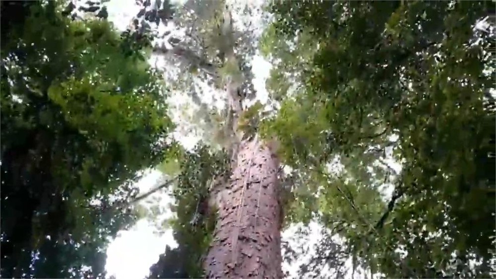 亞馬遜樹王。（圖：優兔）