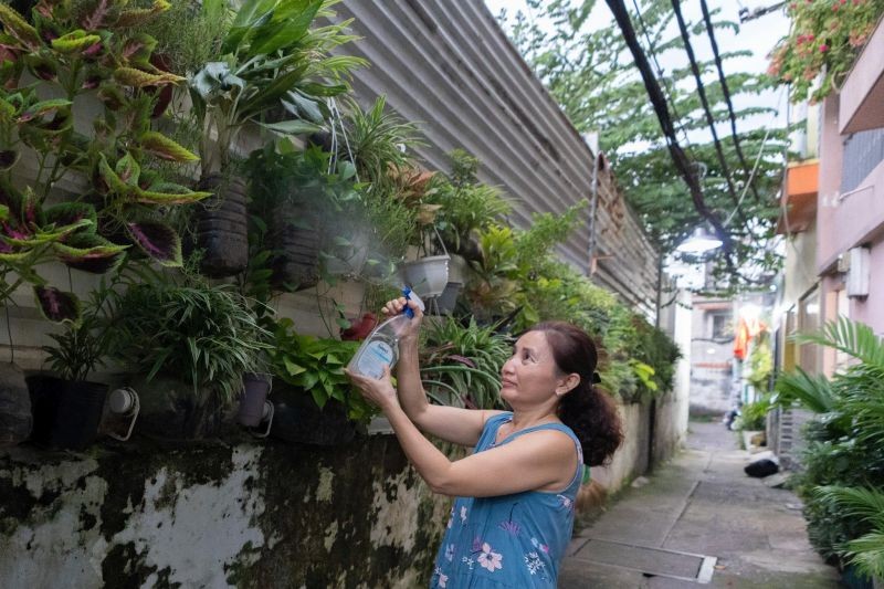 每日，黎氏翠女士（第三郡第九坊黃沙街８３７號巷）經常照料在小巷牆上種植的綠樹。