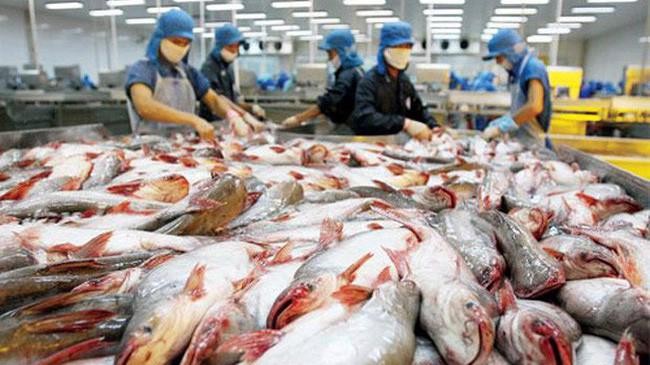 查魚加工生產線。（圖：VASEP）