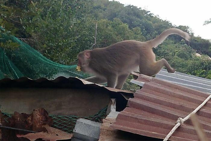 200 只野生猴子闯居民区觅食