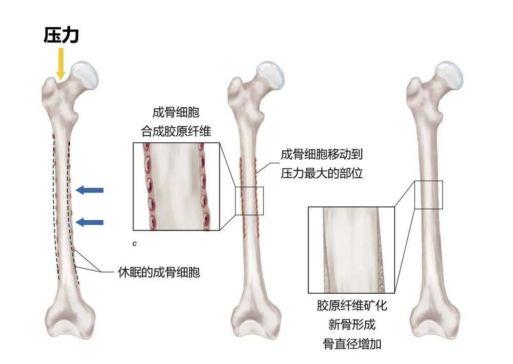 毫无压力骨骼更脆弱