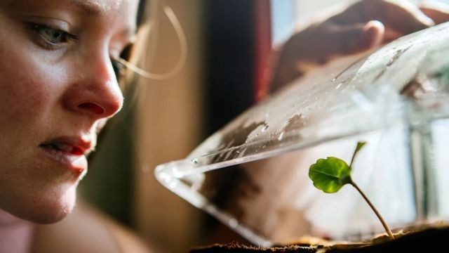 植物也会“说话”