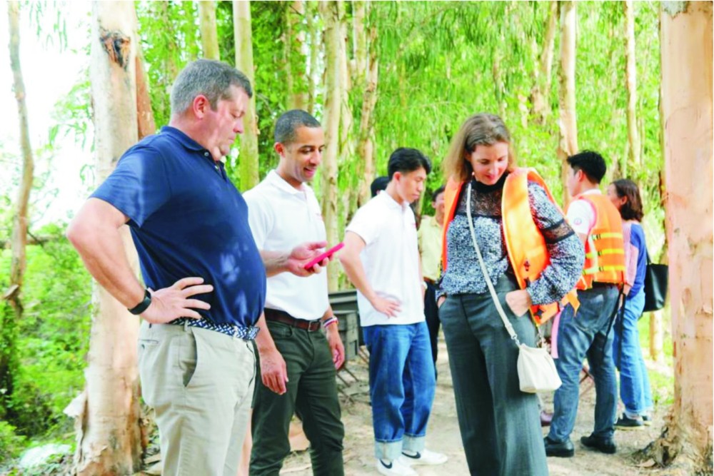 奇异的白千层花蜂蜜 奇异的白千层花蜂蜜