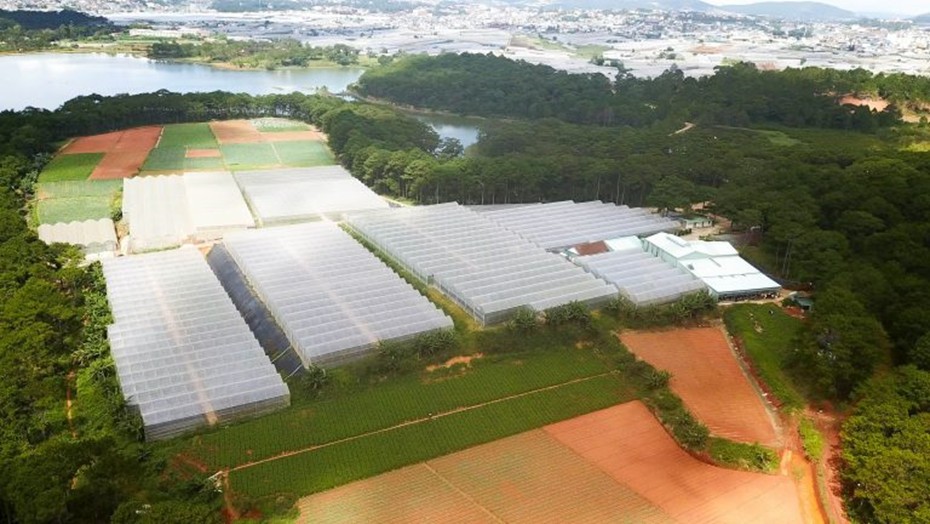 俯瞰林同省Viet Farm公司的菜园。