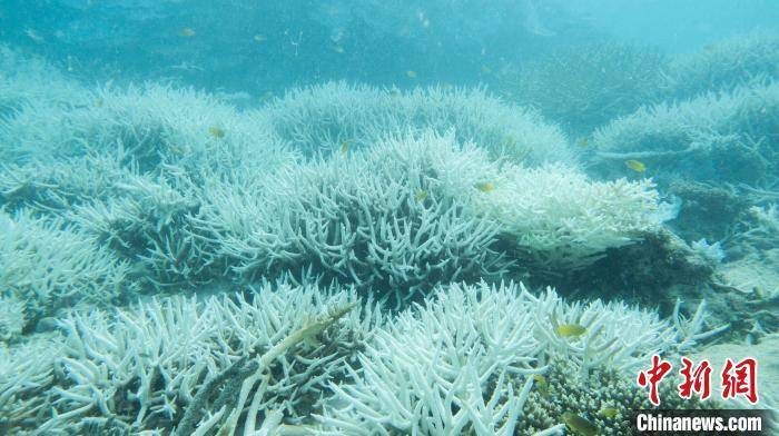 大堡礁的白化珊瑚。