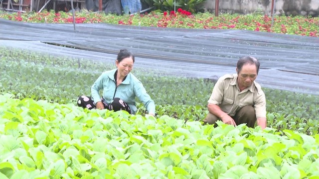 使用社会政策信贷发展VietGap无公害蔬菜种植模式。