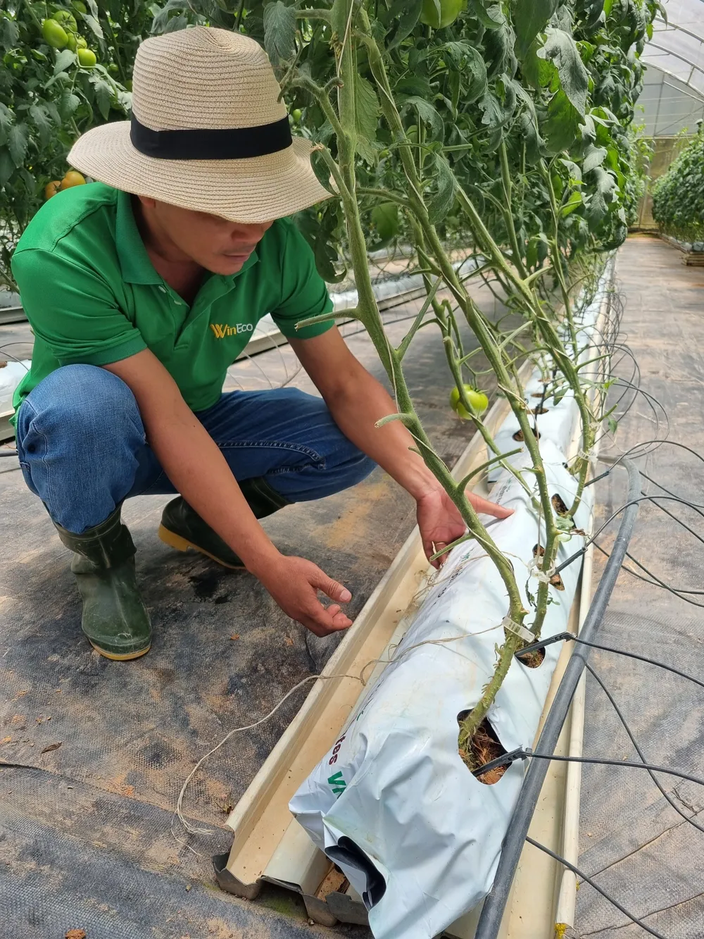 Cây cà chua được trồng bằng xơ dừa cùng hệ thống tưới tiêu hiện đại Cây cà chua được trồng bằng xơ dừa cùng hệ thống tưới tiêu hiện đại