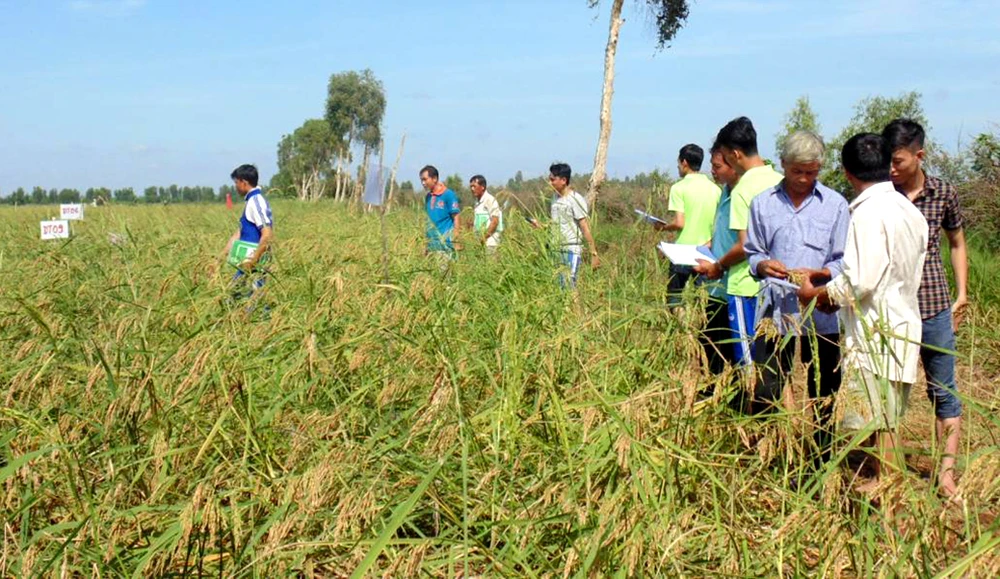 Cánh đồng lúa mùa nổi ở An Giang. Ảnh: NGUYỄN CHÍ THANH