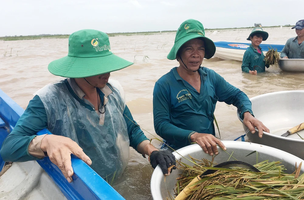 Nông dân An Phú dầm mình trong nước lũ ngoài đê bao vớt lúa. Ảnh: TUẤN QUANG