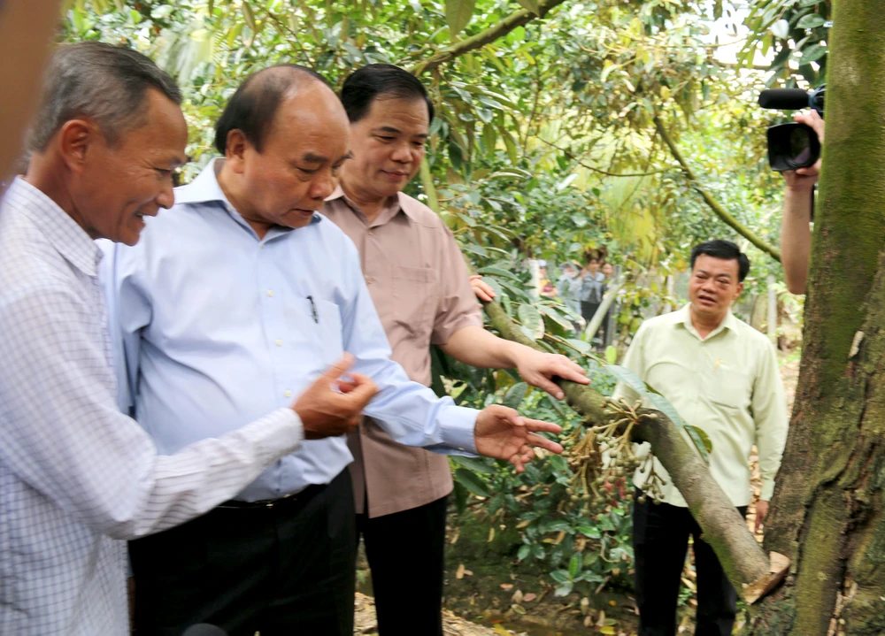 Thủ tướng Nguyễn Xuân Phúc khảo sát thực tế tại vườn sầu riêng của ông Võ Văn Phúc ở xã Hiệp Đức, huyện Cai Lậy, tỉnh Tiền Giang. Ảnh: NGUYỄN HỮU