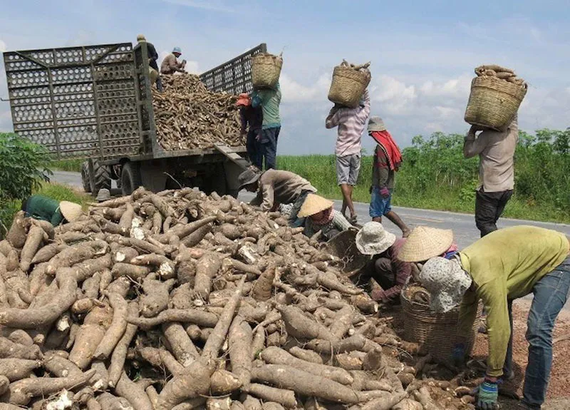 Hoàn thuế VAT: Hiệp hội Sắn ‘kêu cứu’ Chính phủ, Tổng cục Thuế nói gì? ảnh 1 Hoàn thuế VAT: Hiệp hội Sắn ‘kêu cứu’ Chính phủ, Tổng cục Thuế nói gì? ảnh 1