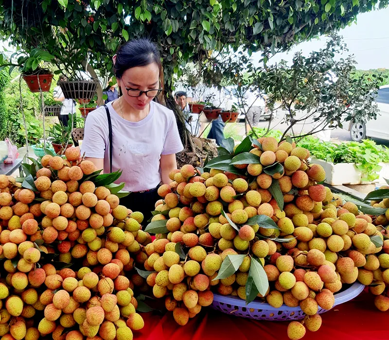 Năm nay, vải thiều Bắc Giang được nhận định được mùa, nên ngày từ đầu vụ, các kênh ổn định đầu ra đã được các sở, ngành quan tâm xúc tiến Năm nay, vải thiều Bắc Giang được nhận định được mùa, nên ngày từ đầu vụ, các kênh ổn định đầu ra đã được các sở, ngành quan tâm xúc tiến