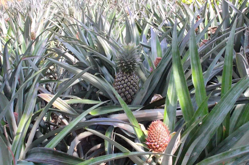 Đặc sản khóm Cầu Đúc ảnh 6