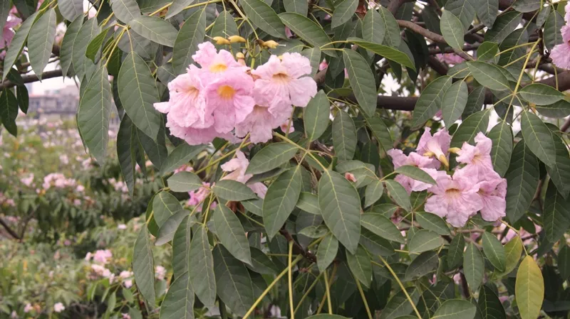 Hoa kèn hồng khoe sắc trên đại lộ ảnh 7