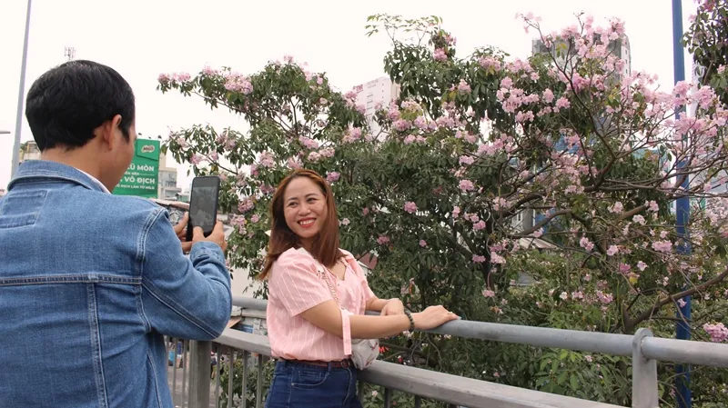 Hoa kèn hồng khoe sắc trên đại lộ ảnh 16