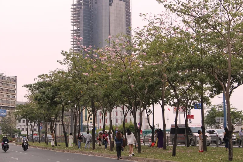 Hoa kèn hồng khoe sắc trên đại lộ ảnh 8